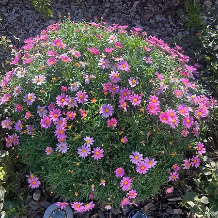 Ischia Vue Villa Bandol